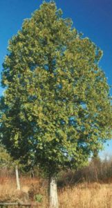 arbre cèdre blanc