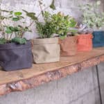 deco maison plante